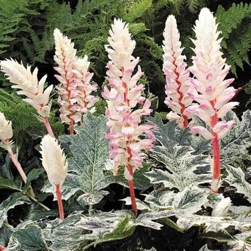 花苗 アカンサスモリス タスマニアンエンジェル 4株 / 国華園 25年秋商品 花苗 アカンサスモリス タスマニアンエンジェル 4株 / 国華園 25年秋商品