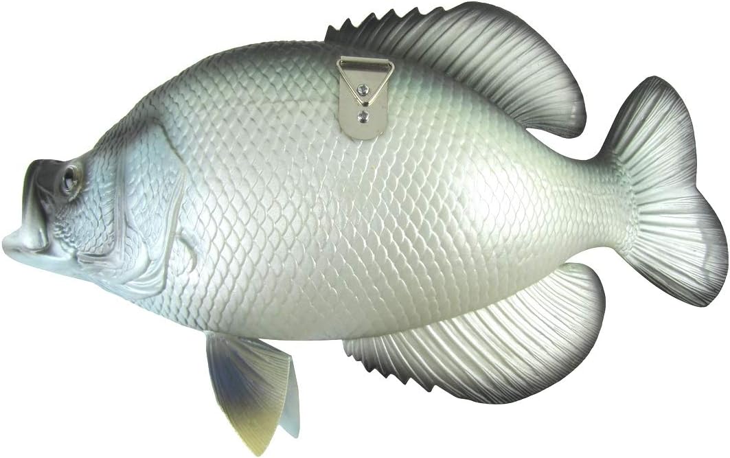 TG,LLC Treasure Gurus Realistic Freshwater Black Crappie 15" Fish Resin Plaque Wall Mount Trophy Taxidermy