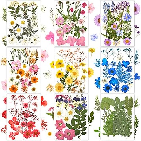 Natural Dried Flowers for DIY Crafts Cover