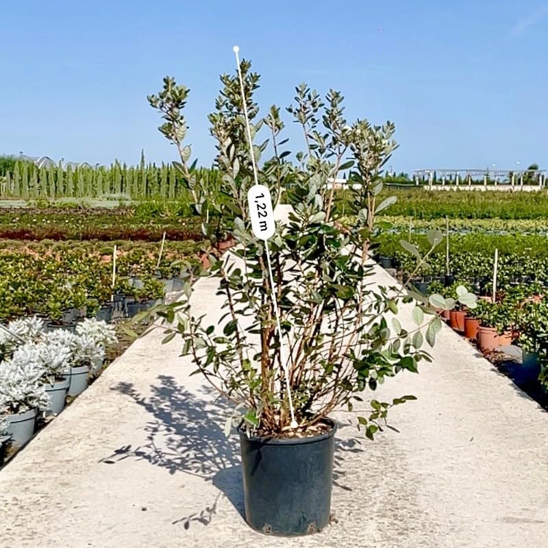 Caratteristiche: Perenne Pianta Feijoa