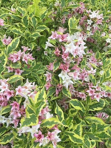 Variegated Weigela Florida Live Plant, Perennial Ornamental Flowering Shrub, 6-8 Inc Tall Pink Flowers Plant #TOP30