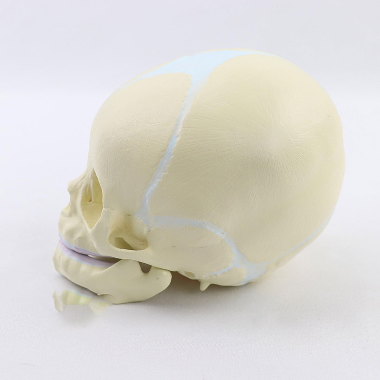1: 1 Ludzki płod Dziecko Czaszka Medyczna Anatomiczny szkielet Model Nauki medyczne Materiały dydaktyczne Sprzęt edukacyjny