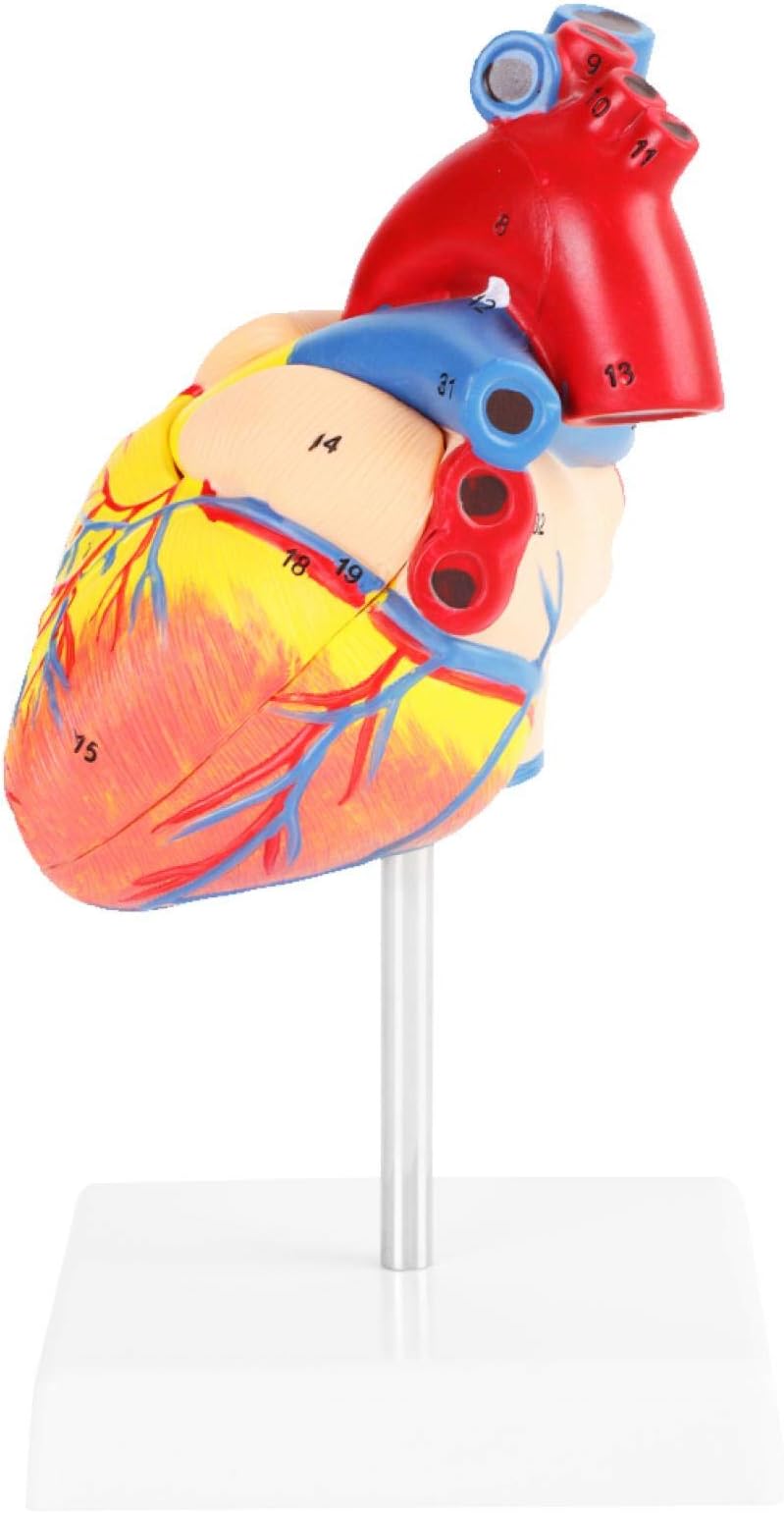 Anatomical Heart Model, 1:1 Life-Size Heart Model, 491G PVC Removable Life Size 2 Parts Learning School for Education Anatomical Study