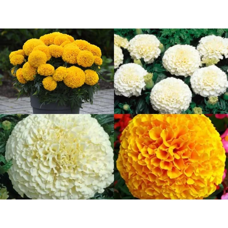 Marigold African and Marigold White Flower Seeds Combo - 100 Seeds pack (B0B7SKSRCM) Amazon Price History, Amazon Price Tracker