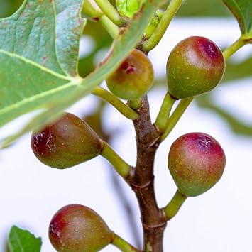 Dwarf Fig Plant Patio Fruit Tree ‘Little Miss Figgy’ Ficus carica Common Fig Hardy Shrub Plants Easy to Grow Your Own Ourdoor Garden Fruit Trees Supplied in 9cm pots by Thompson and Morgan (2)