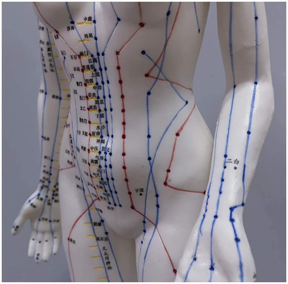 Modelo de acupuntura - Modelo de acupuntura de Cuerpo Humano Femenino con Puntos Meridian - 48 cm Modelo de Personas por Meridian Acupoint - para Meridian Massage Lessons