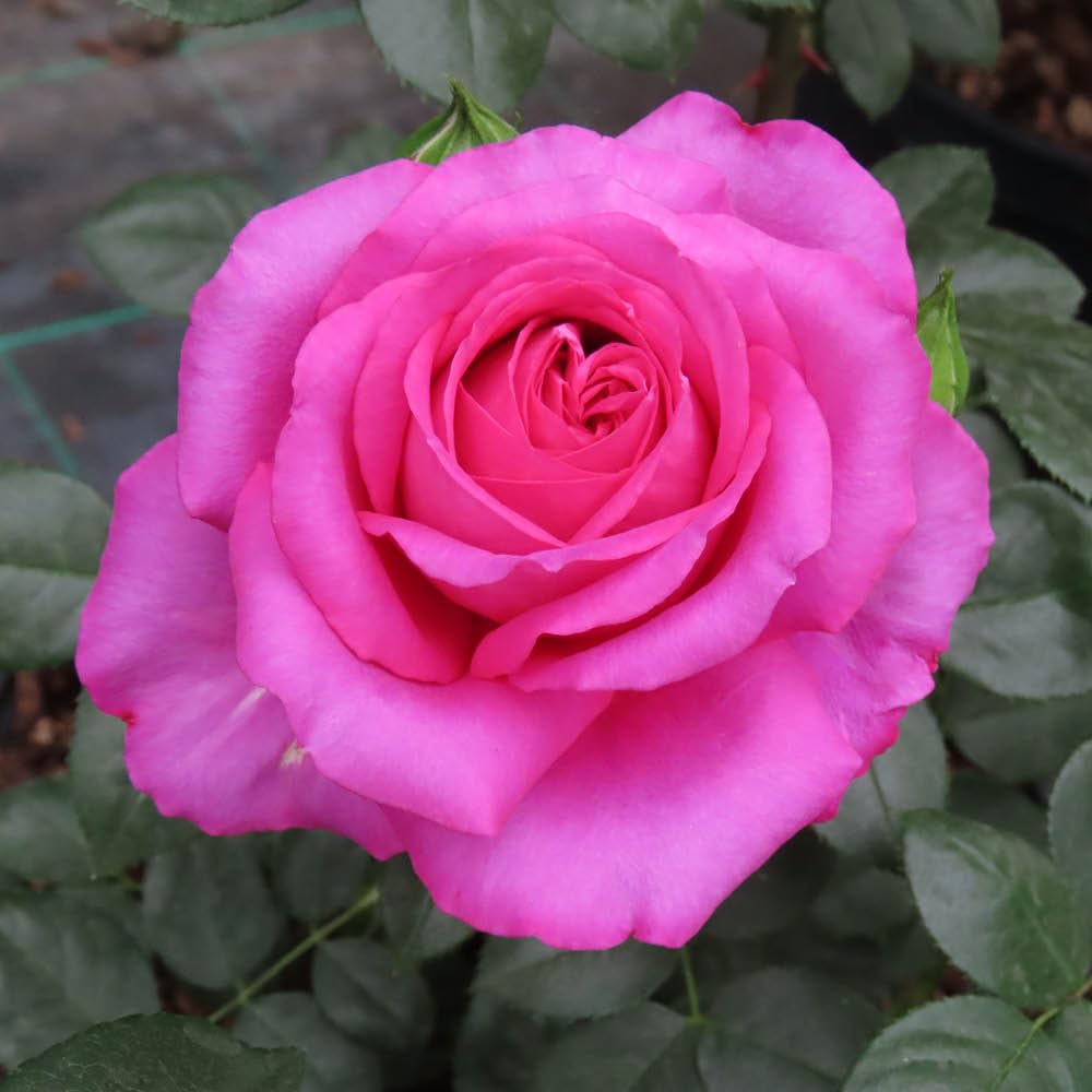 Yougarden Pink Harkness 'Fab At 70' ® Birthday Rose, Potted In A 4 Litre Pot, Garden Ready, Birthday 70Th Gift