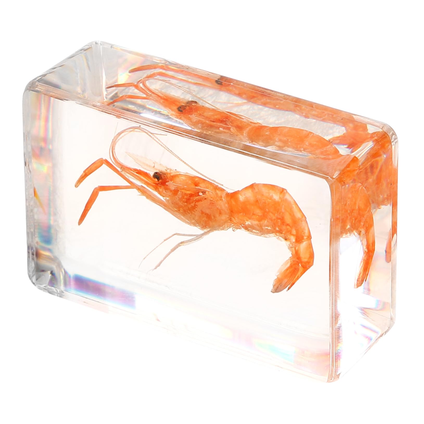 Amazon | KICHOUSE 製標本の 装飾 虾標本 教 用 デス ッ スプ 用にな