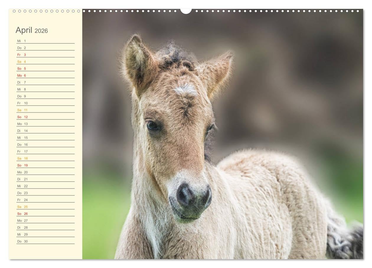 Mit Islandpferden durch das Jahr Geburtstagskalender (Wandkalender 2026 DIN A2 quer), CALVENDO Monatskalender: Islandpferde, Termine, Geburtstage, Events (CALVENDO Tiere)