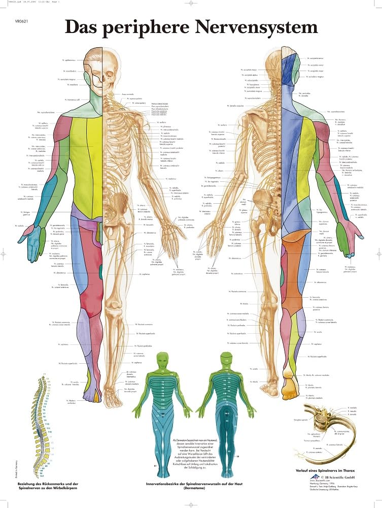 3B Scientific Peripheral Nervous System Anatomy Chart, Paper Anatomy Poster, Detailed Nerve System Wall Chart for Medical Students, Nursing, Neurology & Healthcare Education