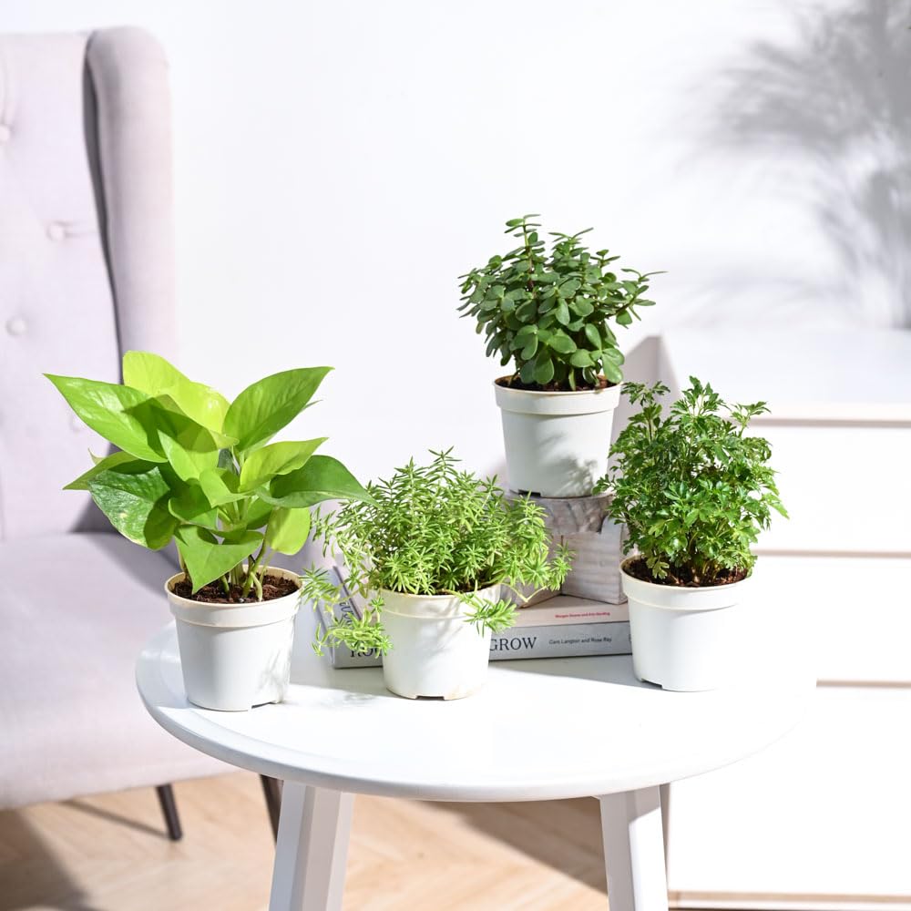UGAOO Combo of 4 Indoor Live Plants for Home Decor with Pot - Sedum Golden,Aralia Golden,Jade Mini,Golden Money Plant (B0BNL6RB38) Amazon Price History, Amazon Price Tracker