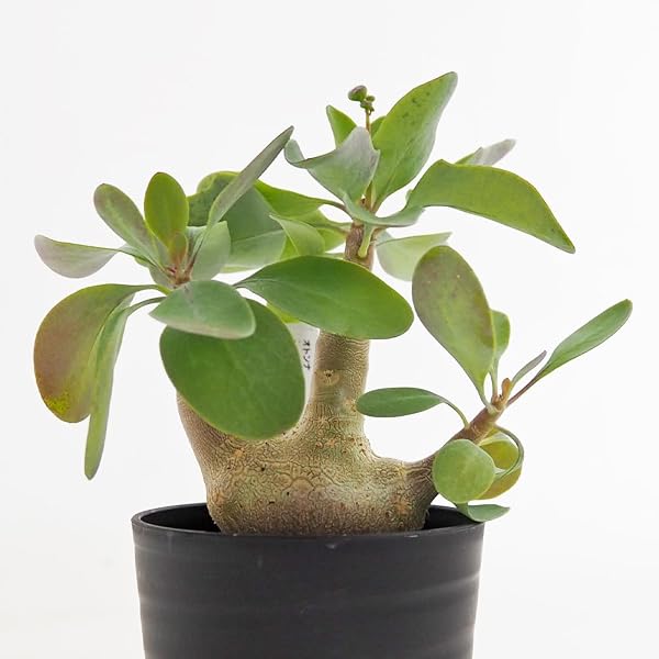 ITANSE オトンナ トリプリネルビア 2.5号 1個売り 多肉植物 塊根植物 コーデックス冬型コーデックス 珍奇植物 ビザールプランツ 学名:Othonna triplinervia タイプ:キク科オトンナ属 - 1