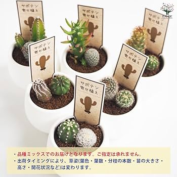 Amazon｜ITANSE サボテン 寄せ植え 2品種寄せ植えミックス 3号 1