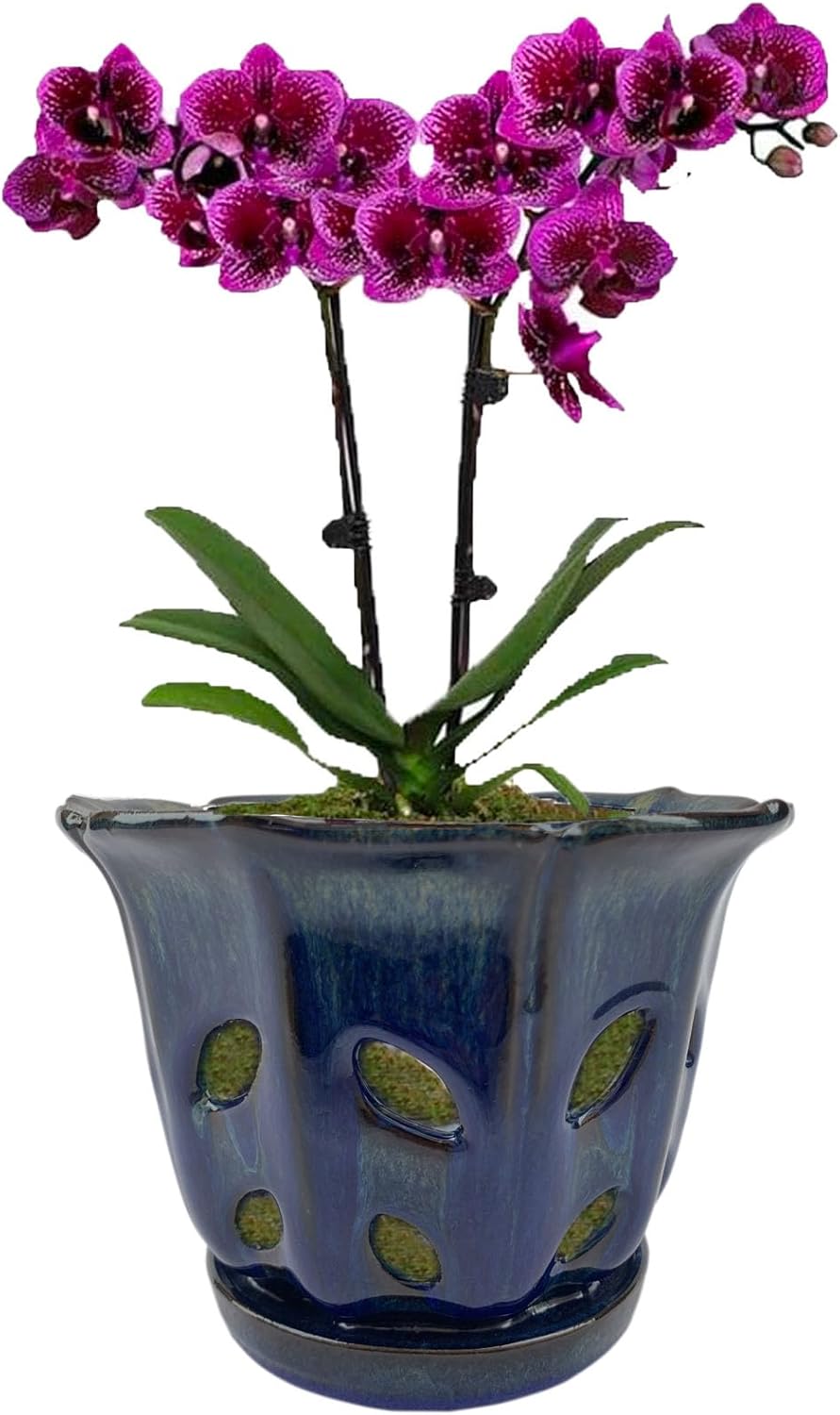 Ceramic Orchid Pots with Holes 6 inch (Dark Blue)