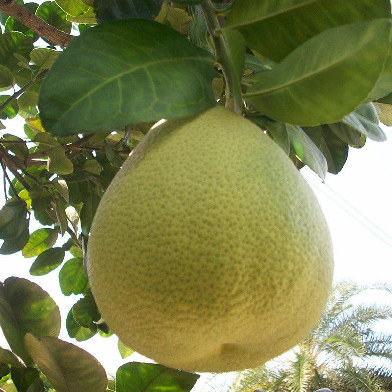 Grapefruit/Pomelo - Fruit Plants (B0CX9H949V) Amazon Price History, Amazon Price Tracker