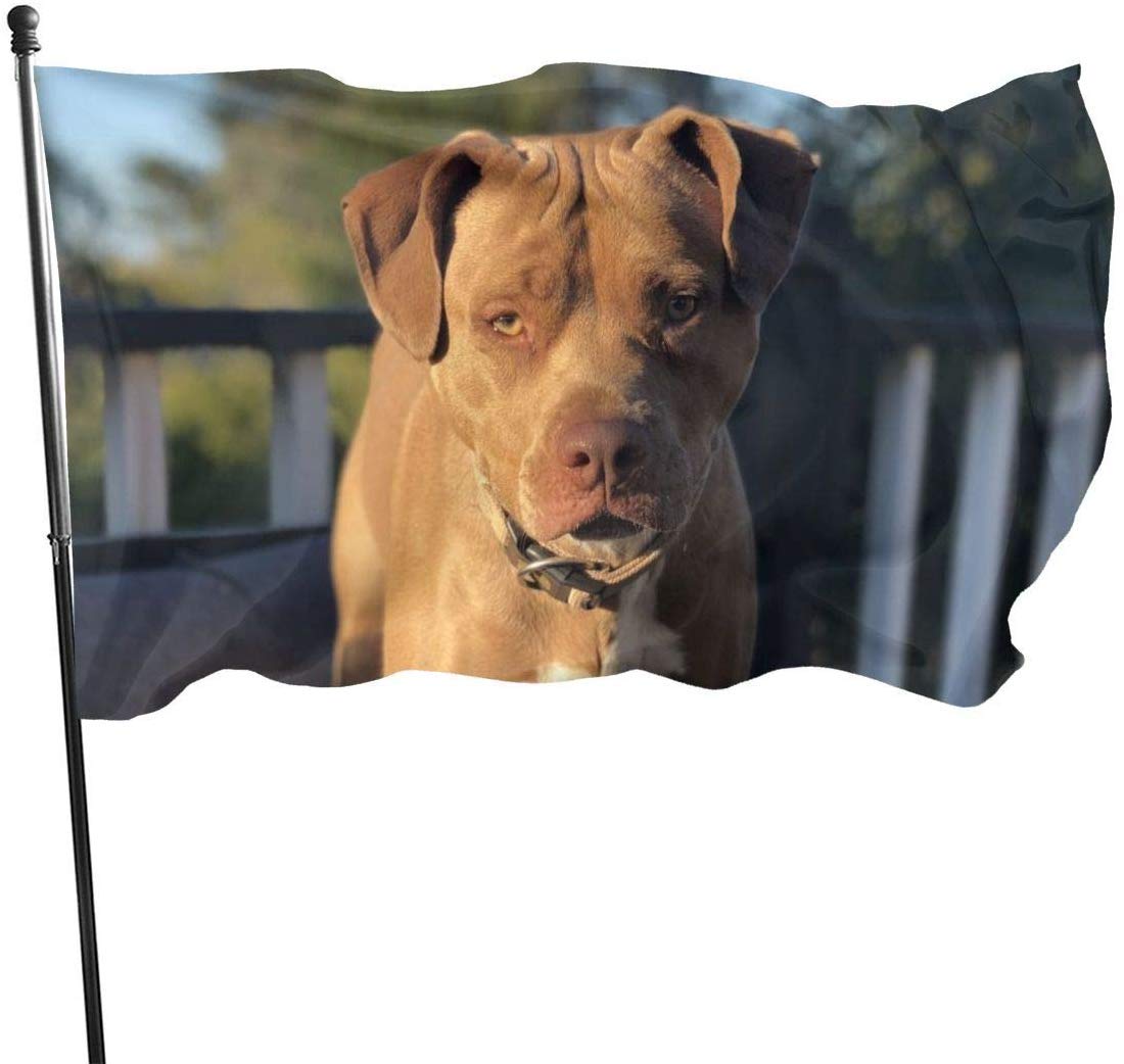 Viplili American Pitbull Terrier Colby Line Fly Breeze 3x5 Ft