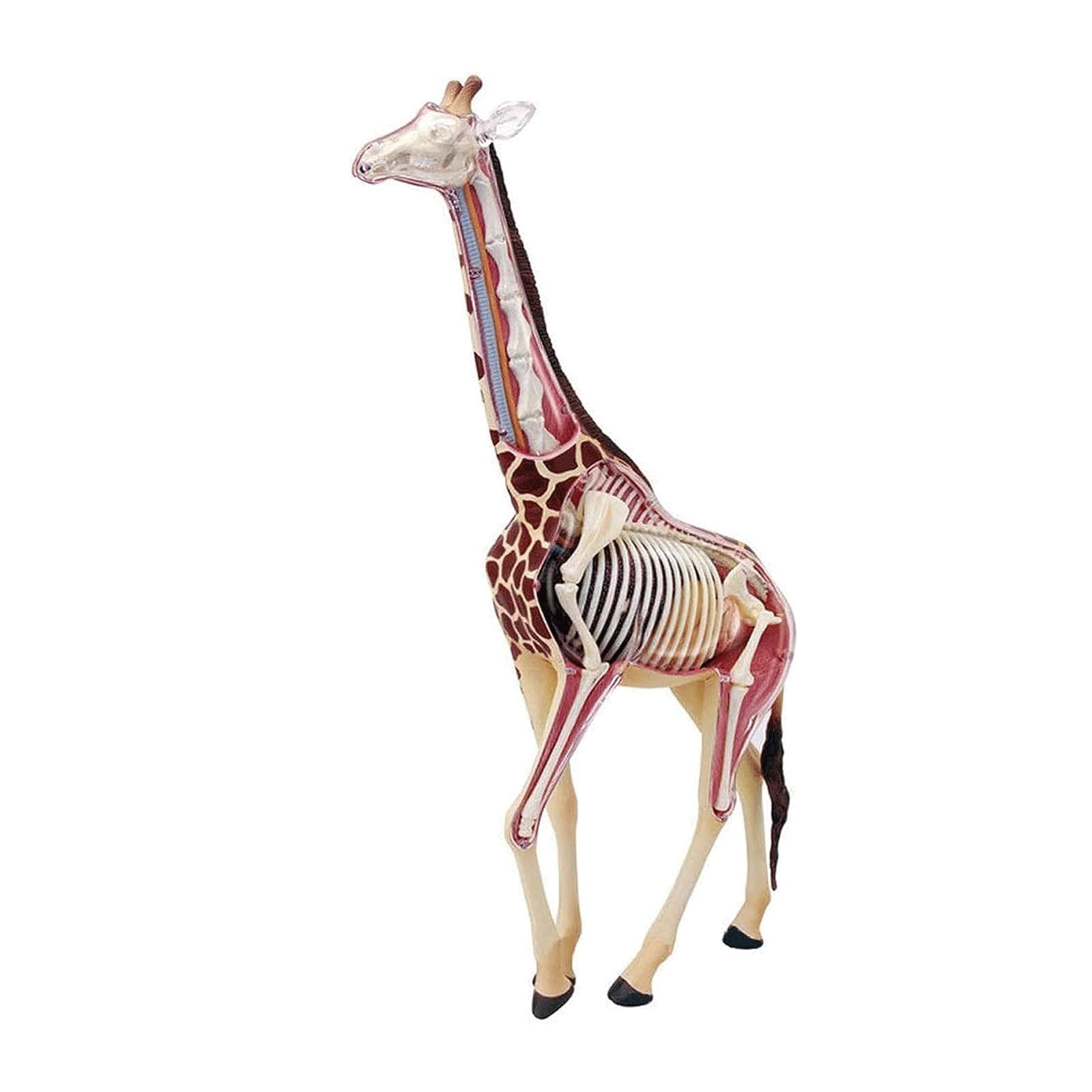 Modelo de órganos de Jirafa, Modelo anatómico, Modelo Animal de anatomía con 27 órganos extraíbles para demostración didáctica en Animales, formación Veterinaria en clínicas veterinarias, Modelo de a