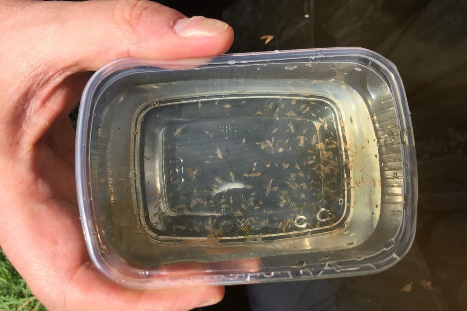 Hobby 21630 Artemia kombinacja, 4 sitka, 180, 300, 560, 900 my