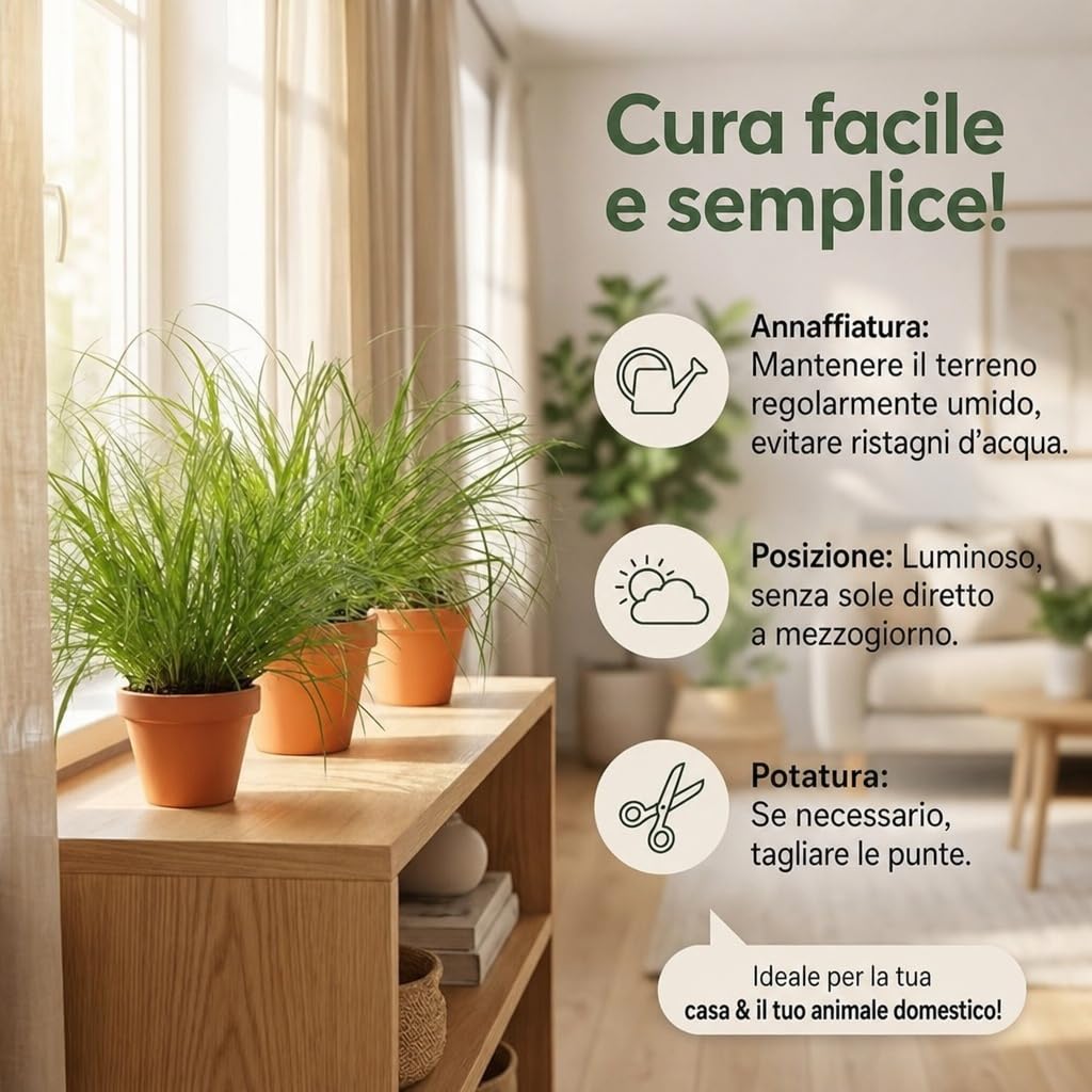 Pflanze Plus | Erba gatta (Cyperus zumula) | Lotto da 5 piante con vaso in zinco | Pianta da interno facile da curare
