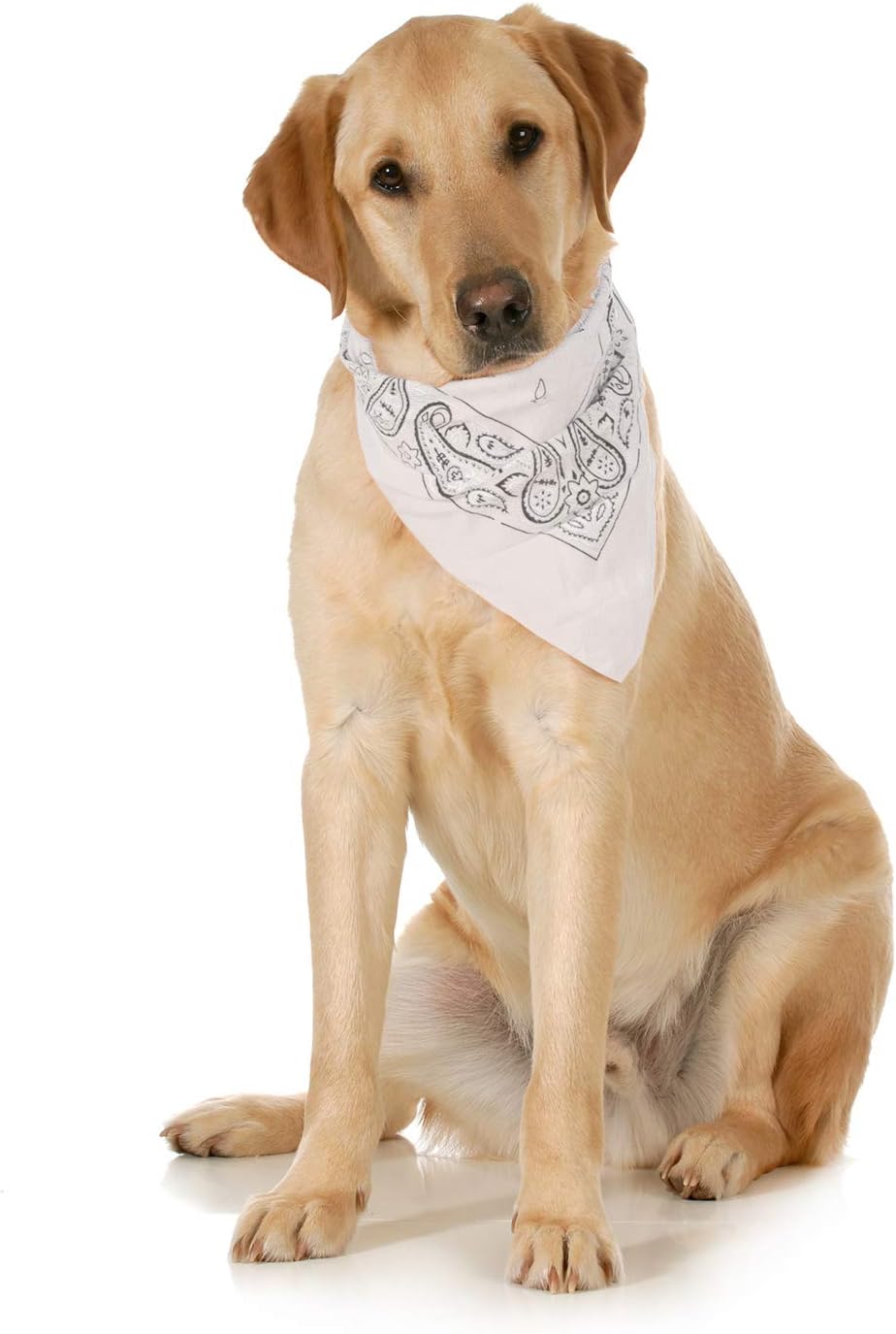 10-Pack Paisley Cotton Dog Scarf Triangle Bibs - XL and Washable (White)
