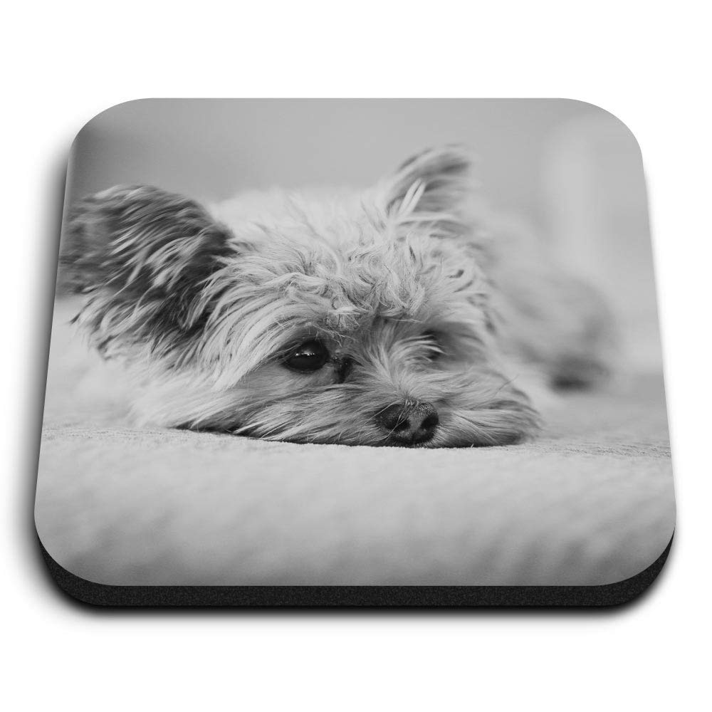 Destination Vinyl Ltd Multicolor 1 X Square Mdf Fridge Magnet - Yorkshire Terrier Puppy Dog 36538