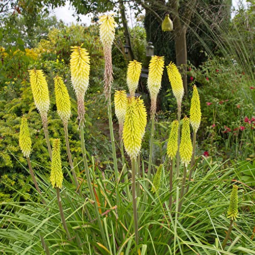 bulbi di giglio fiamma - resistenti giardino roccioso interno balcone per 2pcs