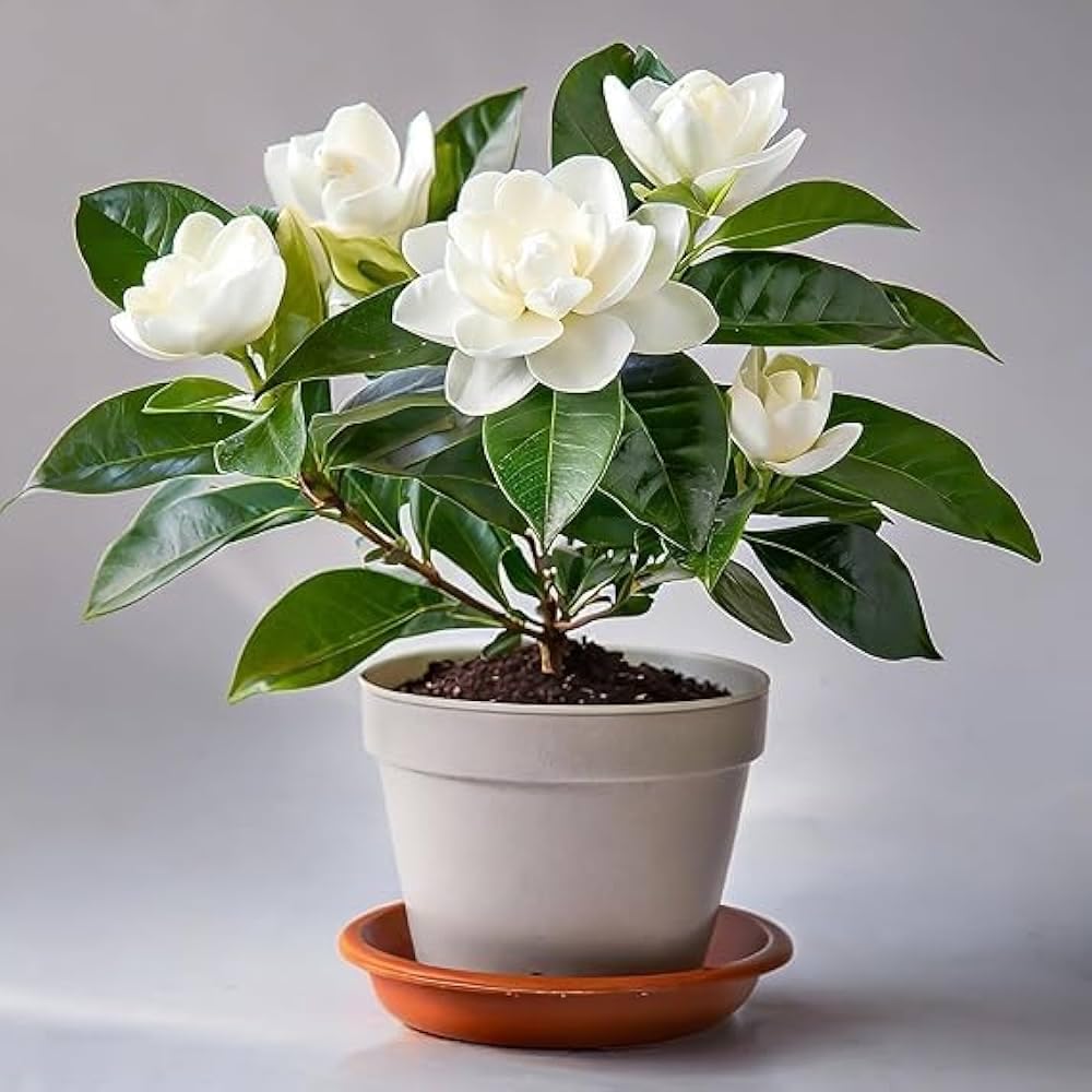 Gandharaj Flower Plant Live – Grafted Hybrid Gardenia | Fragrant Desi Sugandharaj for Home Garden & Outdoor | All Season Blooming Aromatic Plant || without Pot (pack of 1)