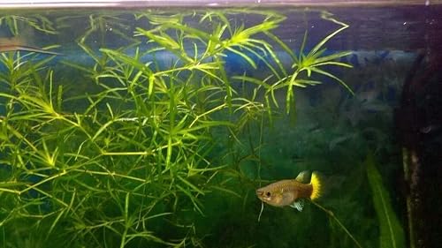 Guppy Grass/Najas Guadalupensis - 1 ramo - Planta de Acuario Vivo