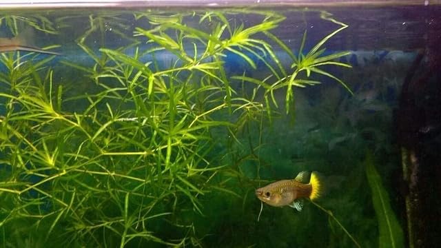 Guppy Grass/Najas Guadalupensis - 1 ramo - Planta de Acuario Vivo