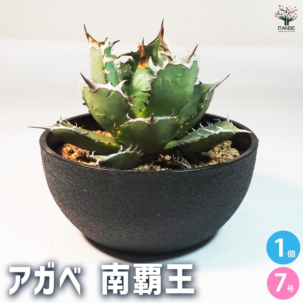 A7 【パンダ園芸】特選 アガベ 多肉植物 チタノタ 海王 強棘 極上株 激レア