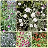 Questa graziosa , utilizzata dai coloni per decorare il giardino, è eccellente per le bordure e le gioni di fondazione.