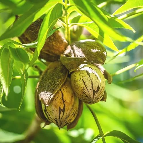 Pecan Tree - 24-36" Tall Live Plant - Hardy Northern Pecan Nut Seedling - Carya illinoinensis