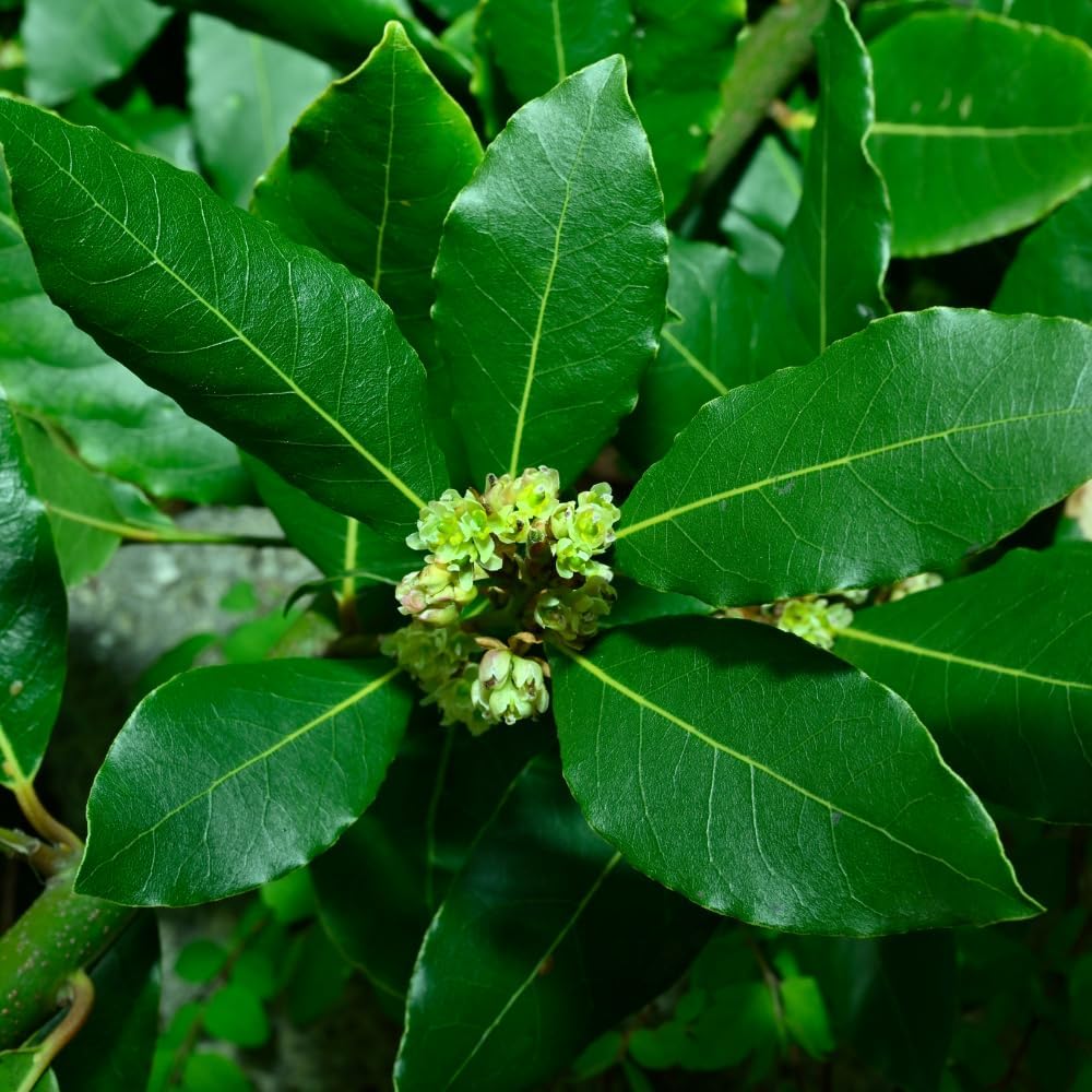 Bay Leaf Plant, Bay Leaf Tree Live Plant, Laurus Nobilis Live Plants, 3-5 Inches Tall, Well - Rooted, Sweet Bay Laurel Plants for Indoor Outdoor Planting (Set 2)