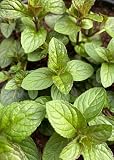 Pack of 3 Chocolate Mint Plants Fragrant Mint Bush Garden Mints Plants 4-7 Inch Tall