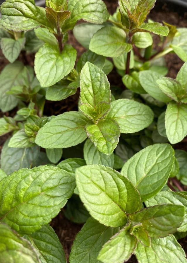 Pack of 3 Chocolate Mint Plants Fragrant Mint Bush Garden Mints Plants 4-7 Inch Tall