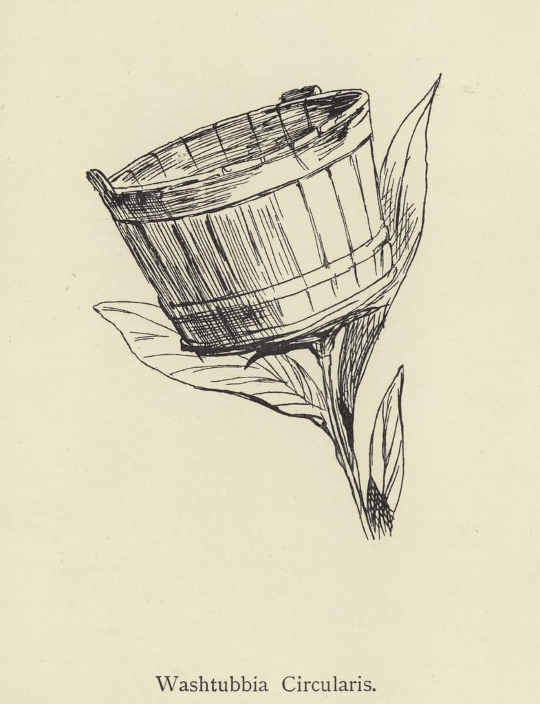 Vintage Wall Art Photo Paintings Famoso Washtubbia Circularis by Edward Leaars for Home Decor 60x90cm