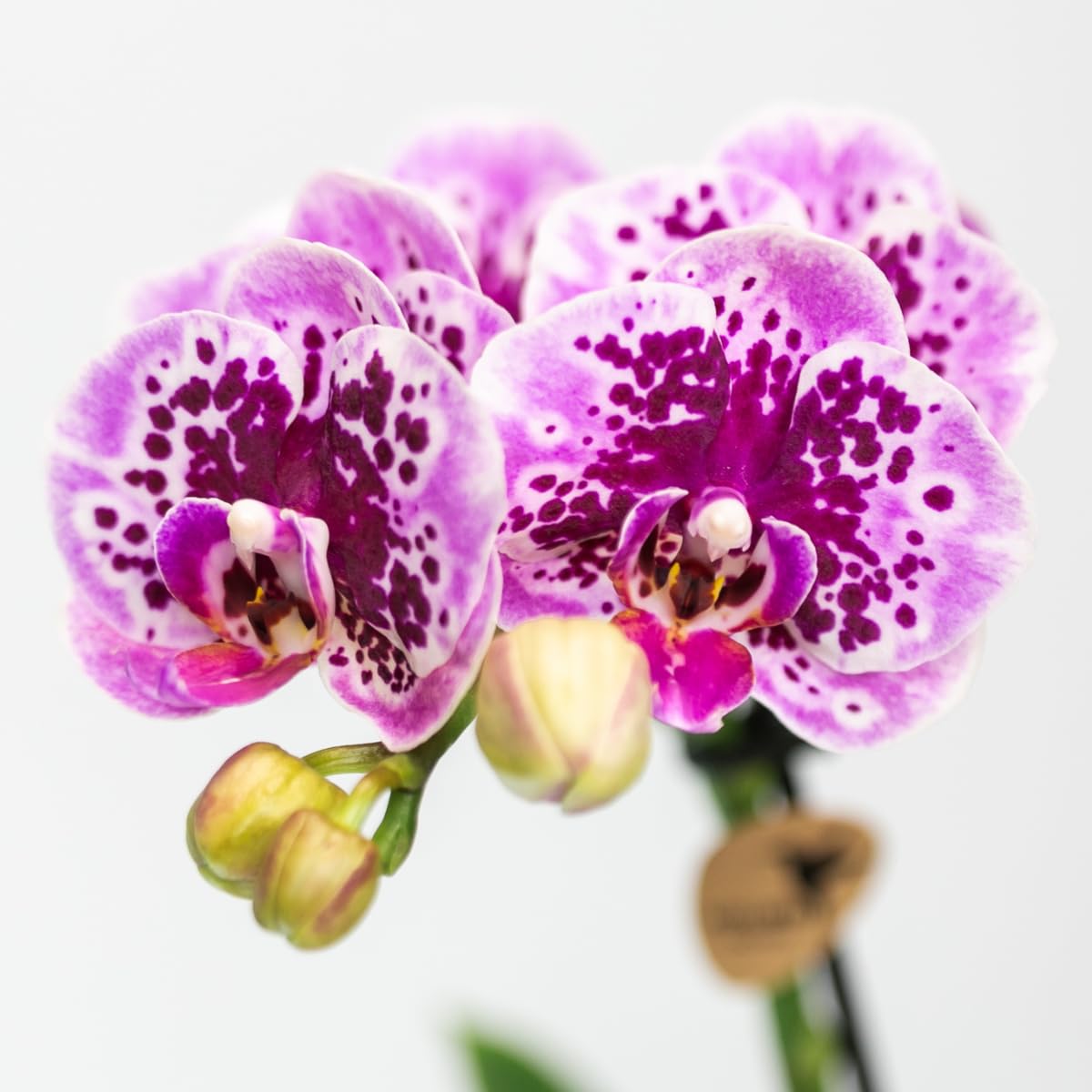 KOLIBRI Orchids | Rosa lila Phalaenopsis Orchidee - El Salvador Topfgröße Ø9cm blühende Zimmerpflanze frisch vom Züchter, 9.0