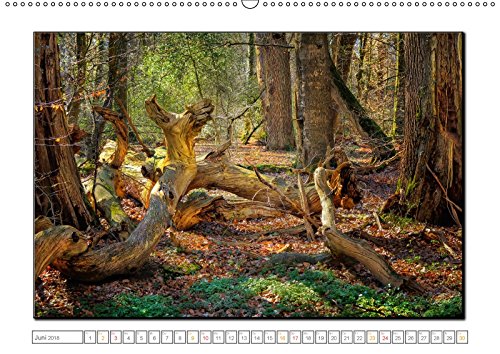 Der Neuenburger Urwald (Wandkalender 2018 DIN A2 quer): Peter Roder mit faszinierenden Bildern aus dem Naturschutzgebiet Neuenburger Urwald im ... ... Natur) [Kalender] [Apr 01, 2017] Roder, Peter