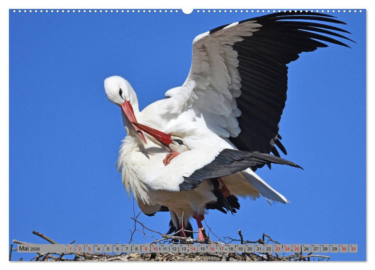 Zu Gast bei Familie Storch (Wandkalender 2026 DIN A2 quer), CALVENDO Monatskalender: Störche ... gern gesehene Gäste in Deutschland (CALVENDO Tiere)