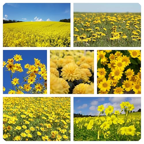 Miscuglio Semi di Fiori Gialli attrattivi per api e Farfalle, Miscela di fiori per Aiuole, flower seeds for butterflies 8 g.