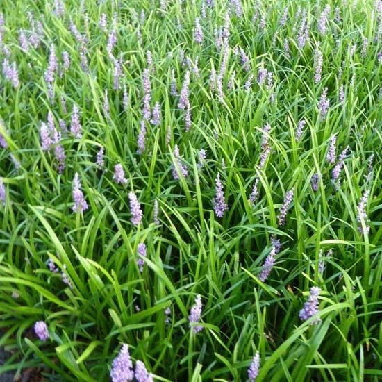 6x Liriope 'Big Blue' – Vaso 9x9 cm – pianta perenne coprisuolo fioritura viola giardino