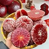 orangenbaum kaufen - winterharte zitrus dekoration wohnzimmer bio alte sorten hänge 200samen