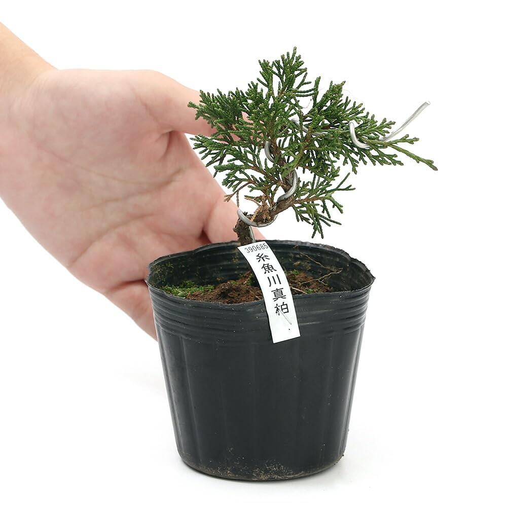 モ*コ様 糸魚川真柏　優良素材　将来物凄く良くなると思います。 モ*コ様 糸魚川真柏 優良素材 将来物凄く良くなると思います。 モ