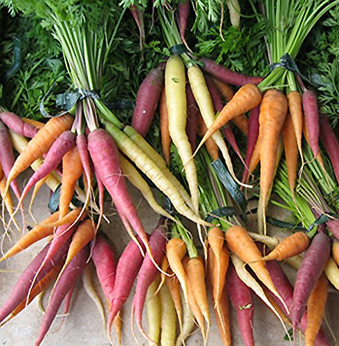 CAROTA RAINBOW MIX 200 SEMI Carote Colorate ROSSA