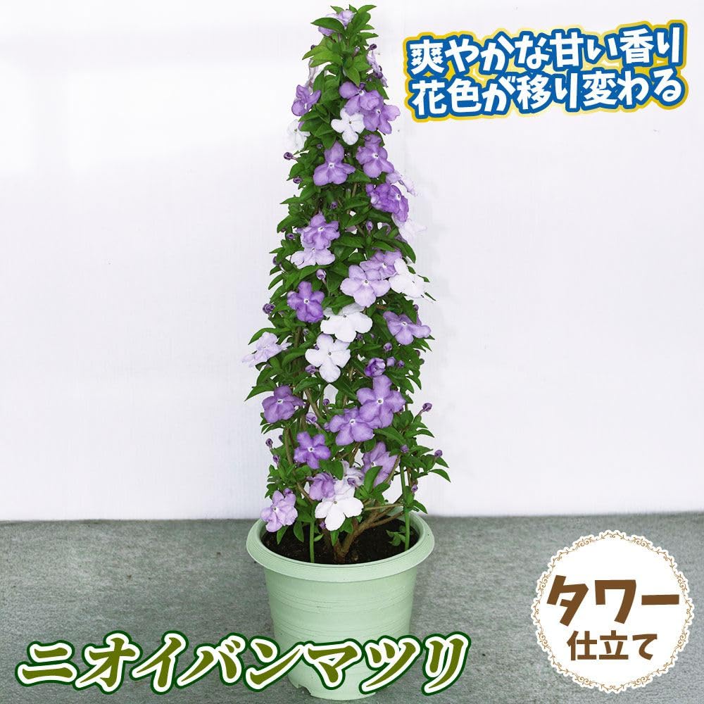 Amazon.co.jp: 鉢花 ニオイバンマツリ タワー 6号鉢 / 国華園 26年春