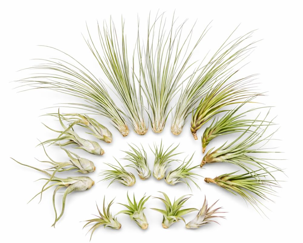 Lot de 20 Tillandsias (5 Variétés x4) – Plantes Aériennes 5–22 cm – Entretien Facile sans Terre – Broméliacées – Plantes Décoratives pour Maison, Terrarium, Bureau & Cadeau – Emballage Sans Plastique