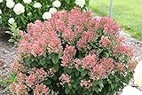Little Quick Fire ( Dwarf ) Hardy Hydrangea - Live Plant - Quart Pot