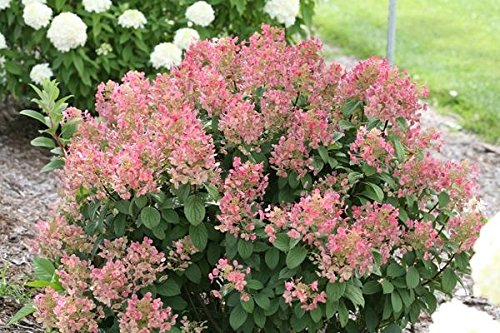 Little Quick Fire ( Dwarf ) Hardy Hydrangea - Live Plant - Quart Pot Little Quick Fire ( Dwarf ) Hardy Hydrangea - Live Plant - Quart Pot