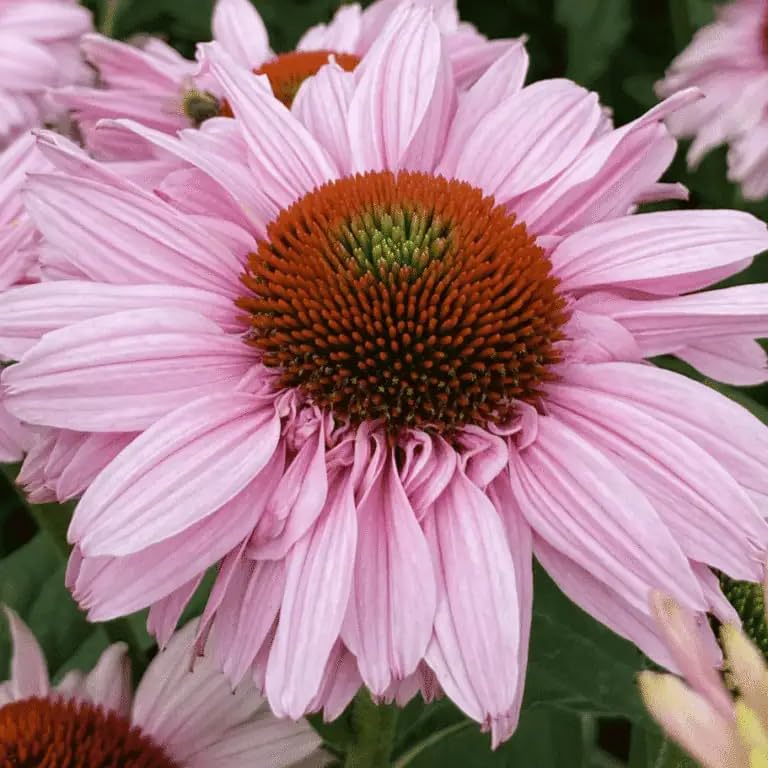 Echinacea 'Sunseeker Salmon'- Salvia that is Ready to Plant Out- Comes Back Every Year (Hardy) - Flowers from Summer to Autumn- Loved by Bees (Middleton Nurseries) (1 Litre(13cm Pot))