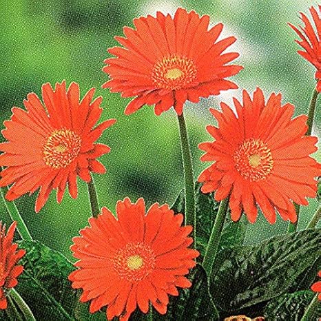 Amazon 宿根ガーデン ガーベラ ガルビネア大輪タイプ スイートグロウ １株 １株植えれば十分 開花期間も長く毎年簡単に楽しめます 花